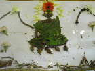 Mandala Minh Duc - Amitabha Terre Pure